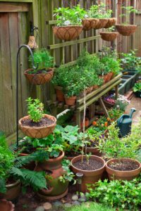 Container gardening is a way for people living in urban areas to enjoy the benefits of gardening. Shown here is an example of an herb and vegetable garden. Shallow dof