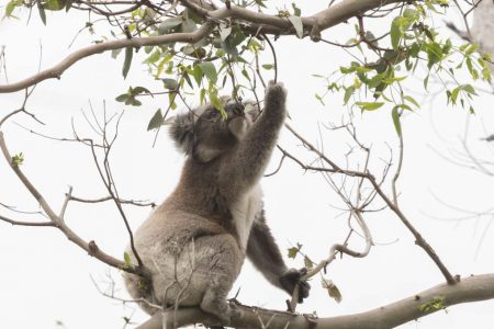 koala