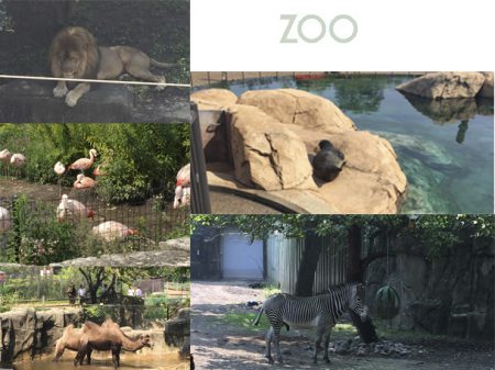 zoo